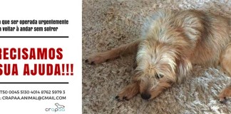 Precisam-se 600 euros para operar cadela Gazeta das Caldas