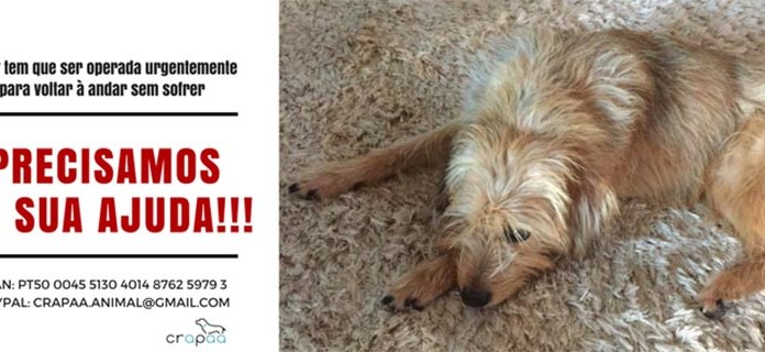 Precisam-se 600 euros para operar cadela Gazeta das Caldas