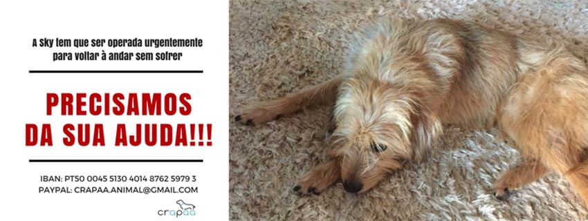 Precisam-se 600 euros para operar cadela