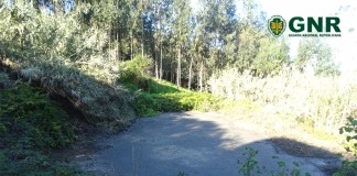 Pecuária em Turquel descarregou resíduos para afluente do rio Baça Gazeta das Caldas - poluição