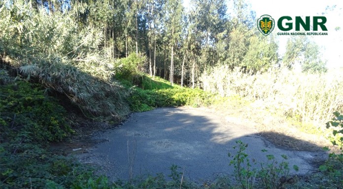 Pecuária em Turquel descarregou resíduos para afluente do rio Baça Gazeta das Caldas - poluição