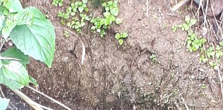 Descarga de água preta na praia preocupa moradores da Foz do Arelho água seuja em direcção à praia da Foz