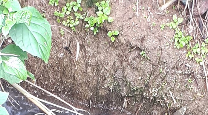 Descarga de água preta na praia preocupa moradores da Foz do Arelho água seuja em direcção à praia da Foz