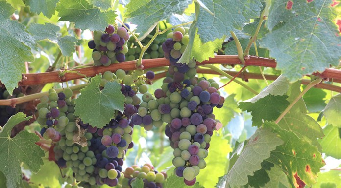 Vinhos de Lisboa – produção está a crescer há sete anos consecutivos Gazeta das Caldas - Castas