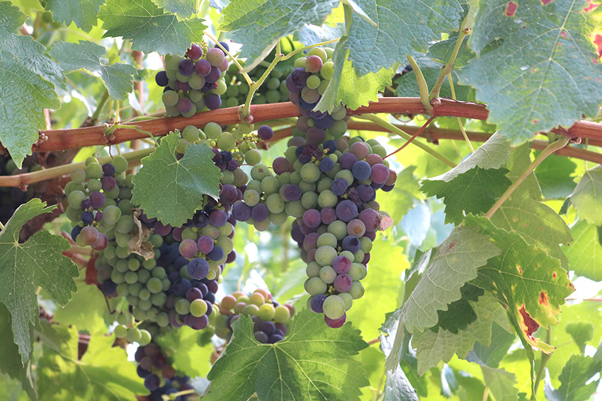 Gazeta das Caldas - Castas