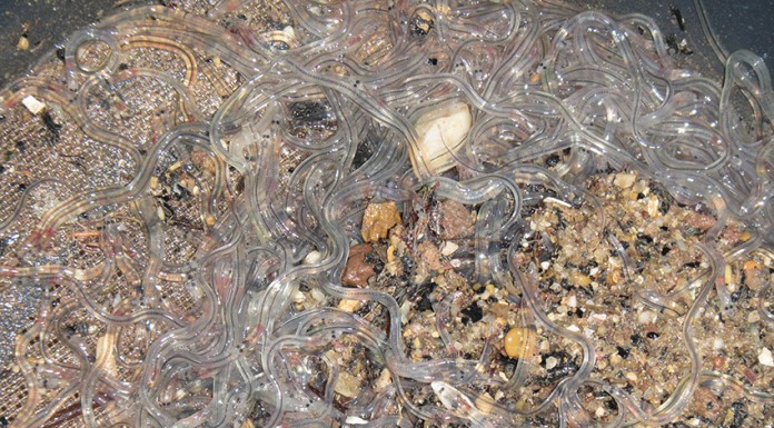 Detidos em flagrante delito a pescar meixão em Tornada