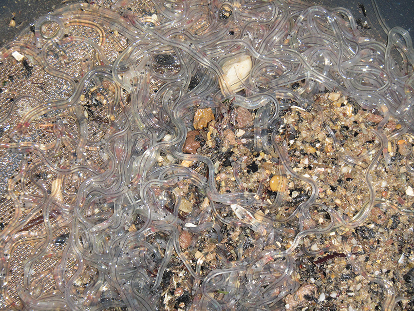 Detidos em flagrante delito a pescar meixão em Tornada