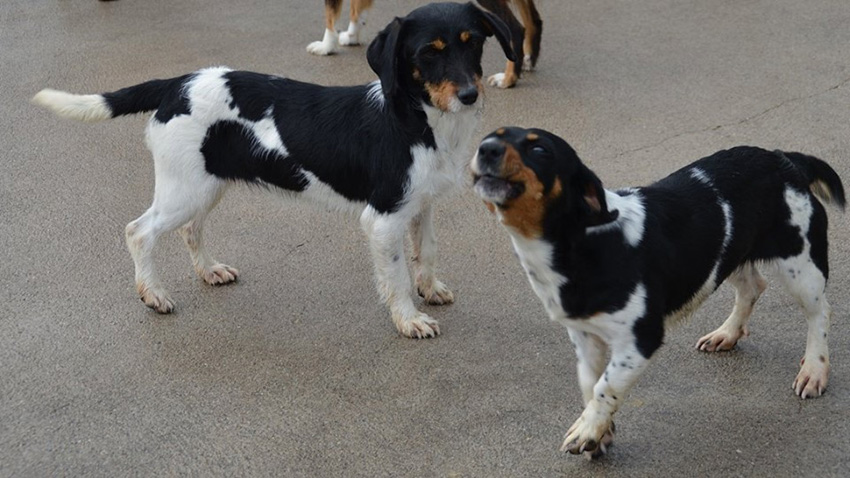 Cadelinhas para adopção responsável. facebook.com/carla.santos.944 ou /cristiana.fonseca.31 | D.R.