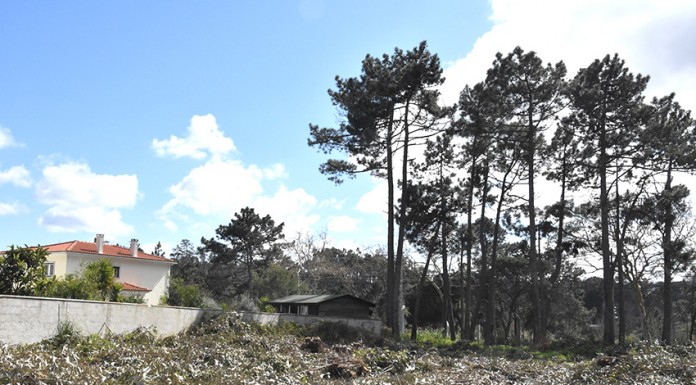 Governo quer florestas limpas até Maio mas autarcas duvidam da eficácia da medida Gazeta das Caldas