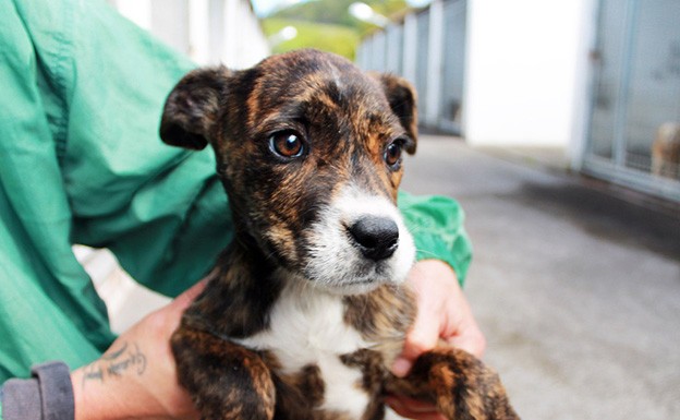 Dois milhões de euros para centros de recolha e esterilização de cães e gatos