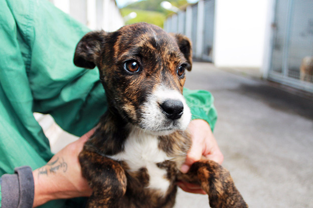 Dois milhões de euros para centros de recolha e esterilização de cães e gatos