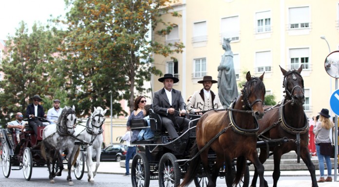 Associação de Criadores de Puro Sangue Lusitano tem nova direcção