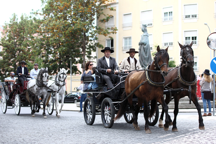 Associação de Criadores de Puro Sangue Lusitano tem nova direcção