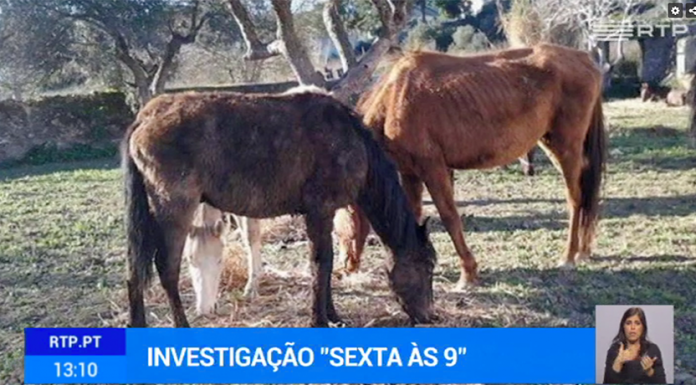 Associação de salvação animal suspeita de maus-tratos aos mesmos