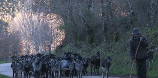 A vida numa aldeia vence Shortcutz Caldas da Rainha