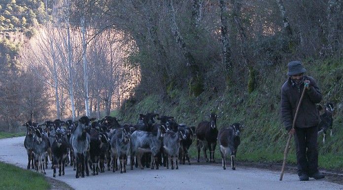 A vida numa aldeia vence Shortcutz Caldas da Rainha