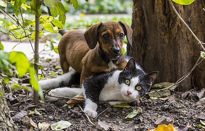 Mais de 40 mil animais recolhidos em 2017