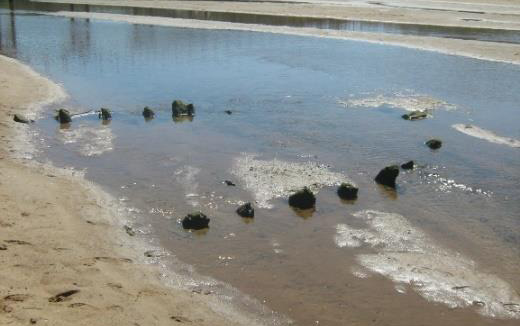 Concelho das Caldas tem 23 novos sítios arqueológicos