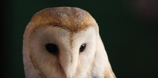 GNR das Caldas devolve a Coruja