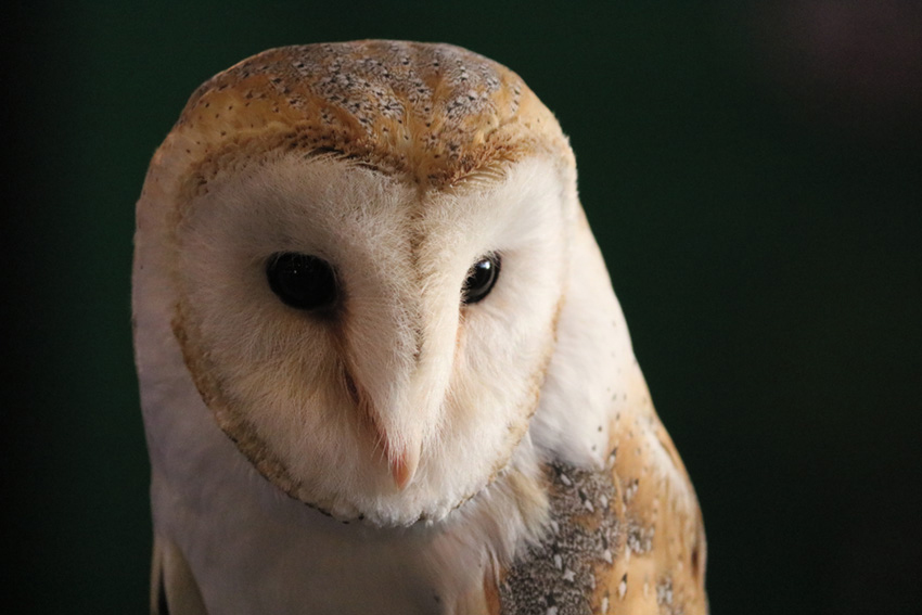 GNR das Caldas devolve a Coruja