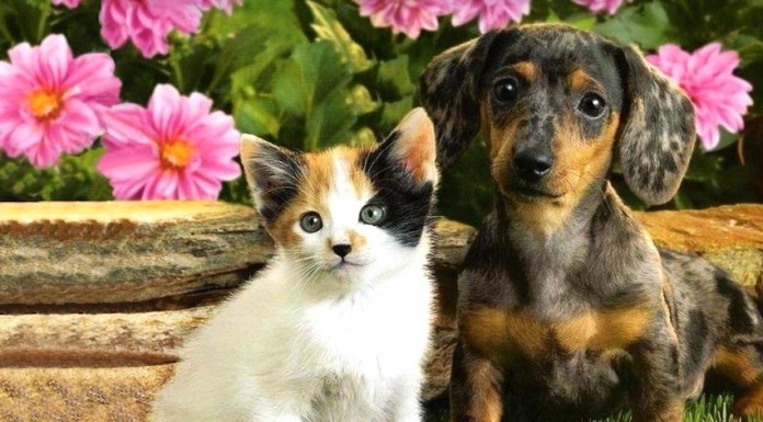 Famílias carenciadas podem receber apoio para esterilização de animais domésticos Gazeta das Caldas