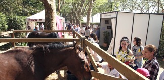 Caldas: Oeste Lusitano regressa ao Parque entre 27 a 29 de maio Cavalos