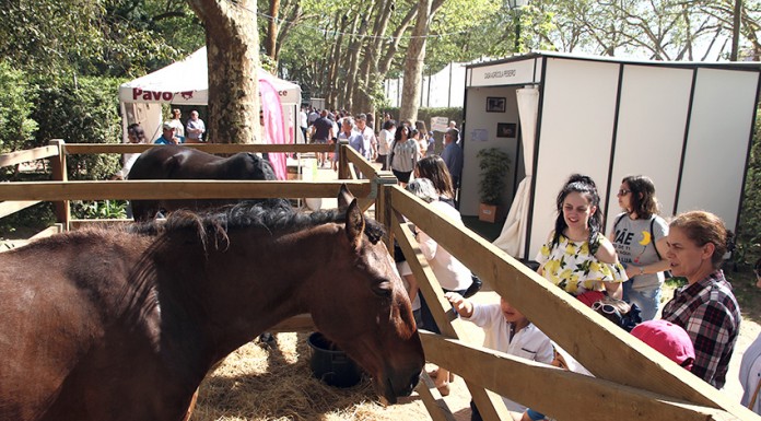 Caldas: Oeste Lusitano regressa ao Parque entre 27 a 29 de maio Cavalos