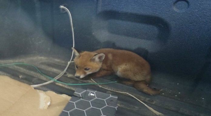 GNR resgatou uma raposa vermelha e uma águia de Harris no concelho de Peniche Gazeta das Caldas