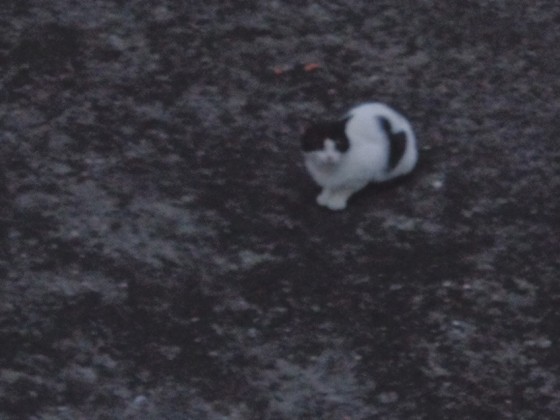 Perdidos, Achados & para Adop&ccedil;&atilde;o - Gazeta dos Animais