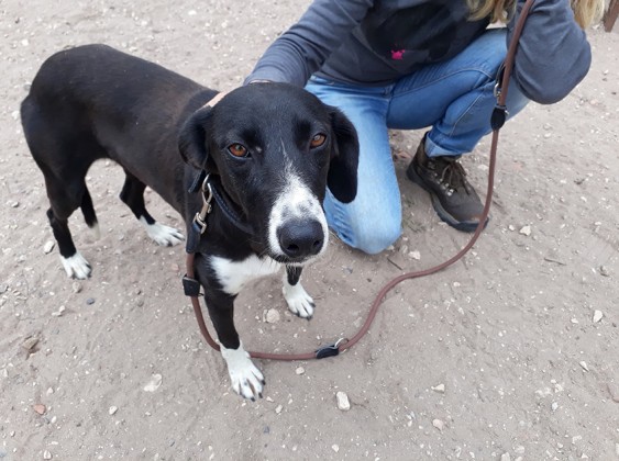 Perdidos, Achados & para Adop&ccedil;&atilde;o - Gazeta dos Animais