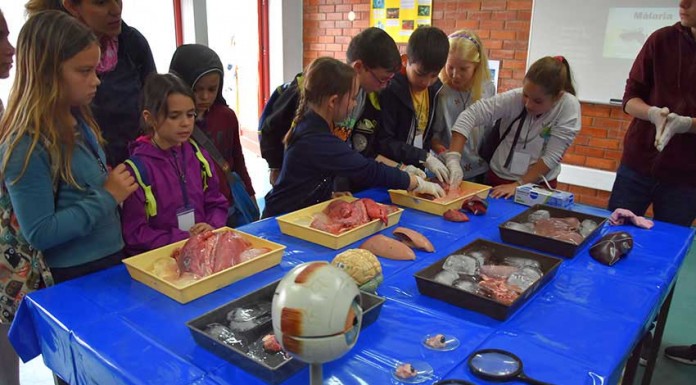 Escola Básica D. João II termina ano lectivo em festa com o Dia do Agrupamento Gazeta das Caldas