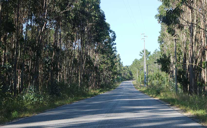 Matilha de cães perseguia ciclistas perto de Salir do Porto - Gazeta das Caldas
