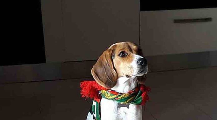 Treino de Cães, Burros e o Mundial de Futebol Gazeta das Caldas