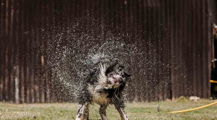 Os animais de estimação também precisam de ser protegidos do calor Gazeta das Caldas