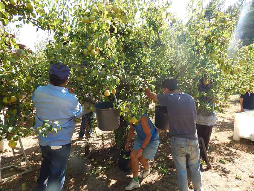 Excesso de chuva, frio e calor leva a quebras de produção agrícola no Oeste