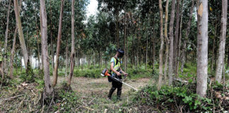 Câmara das Caldas já abriu 89 processos por falta de limpeza dos terrenos Gazeta das Caldas - limpeza terrenos