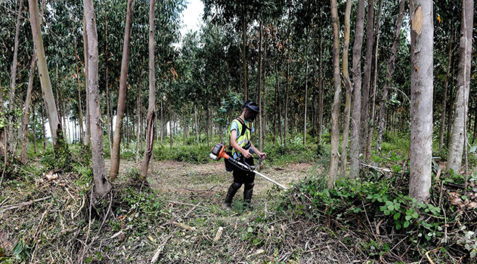 Plano Municipal de Defesa da Floresta da Lourinhã em consulta pública Gazeta das Caldas - limpeza terrenos