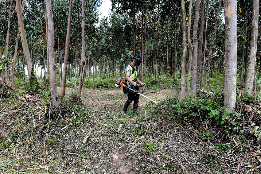 Plano Municipal de Defesa da Floresta da Lourinhã em consulta pública