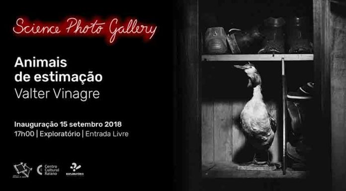 Valter Vinagre mostra animais de estimação em Coimbra Gazeta das Caldas