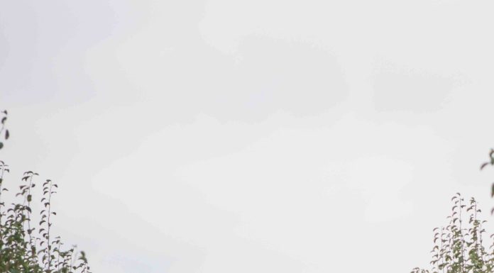 Estado de calamidade para pera rocha do Oeste Gazeta das Caldas