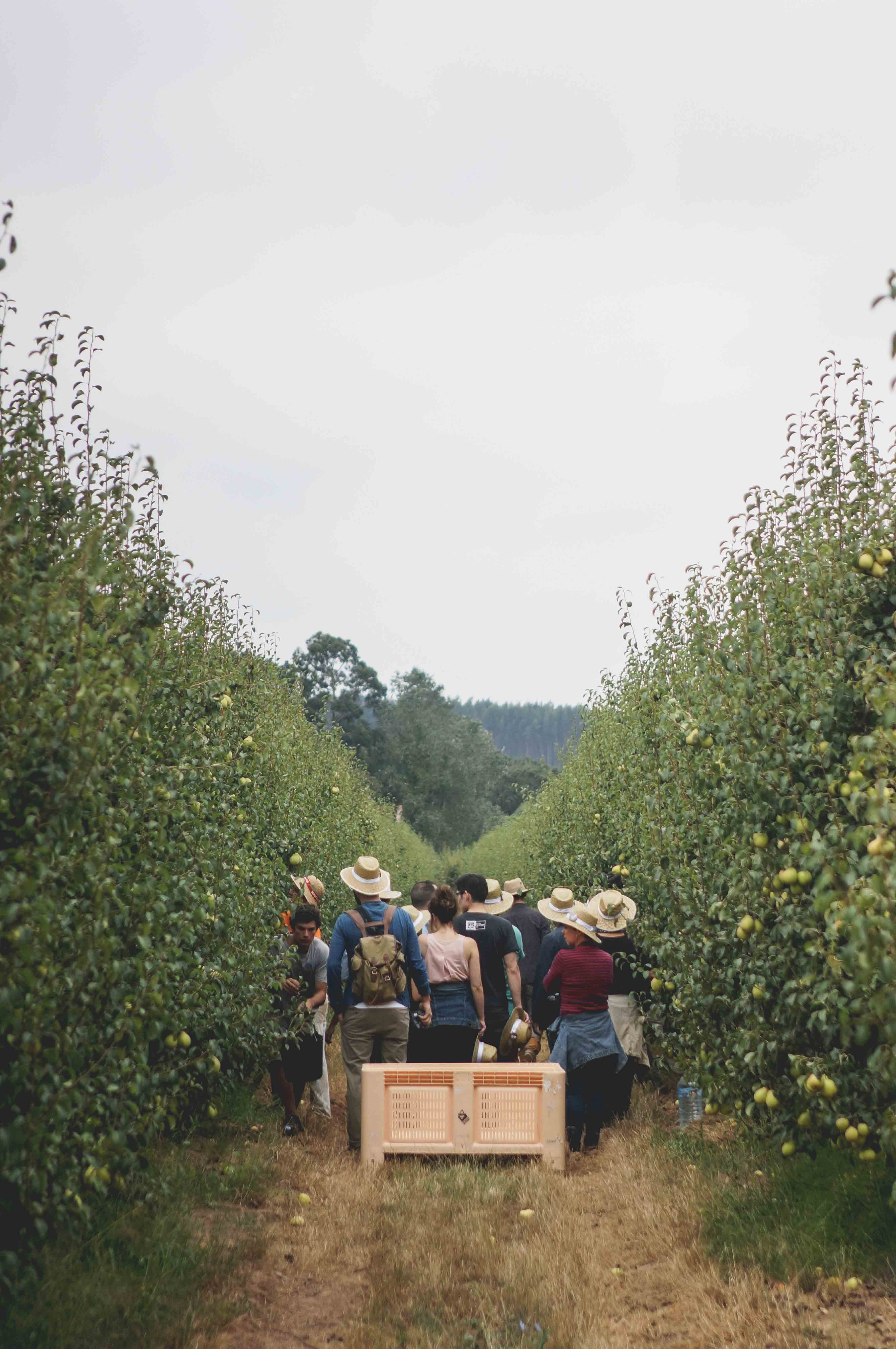 Estado de calamidade para pera rocha do Oeste