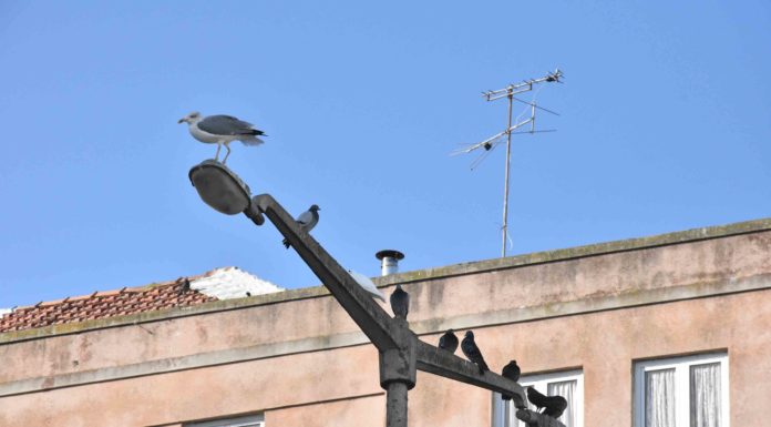 Câmara proíbe alimentação de pombos na via pública para controlar sobrepopulação de aves Gazeta das Caldas