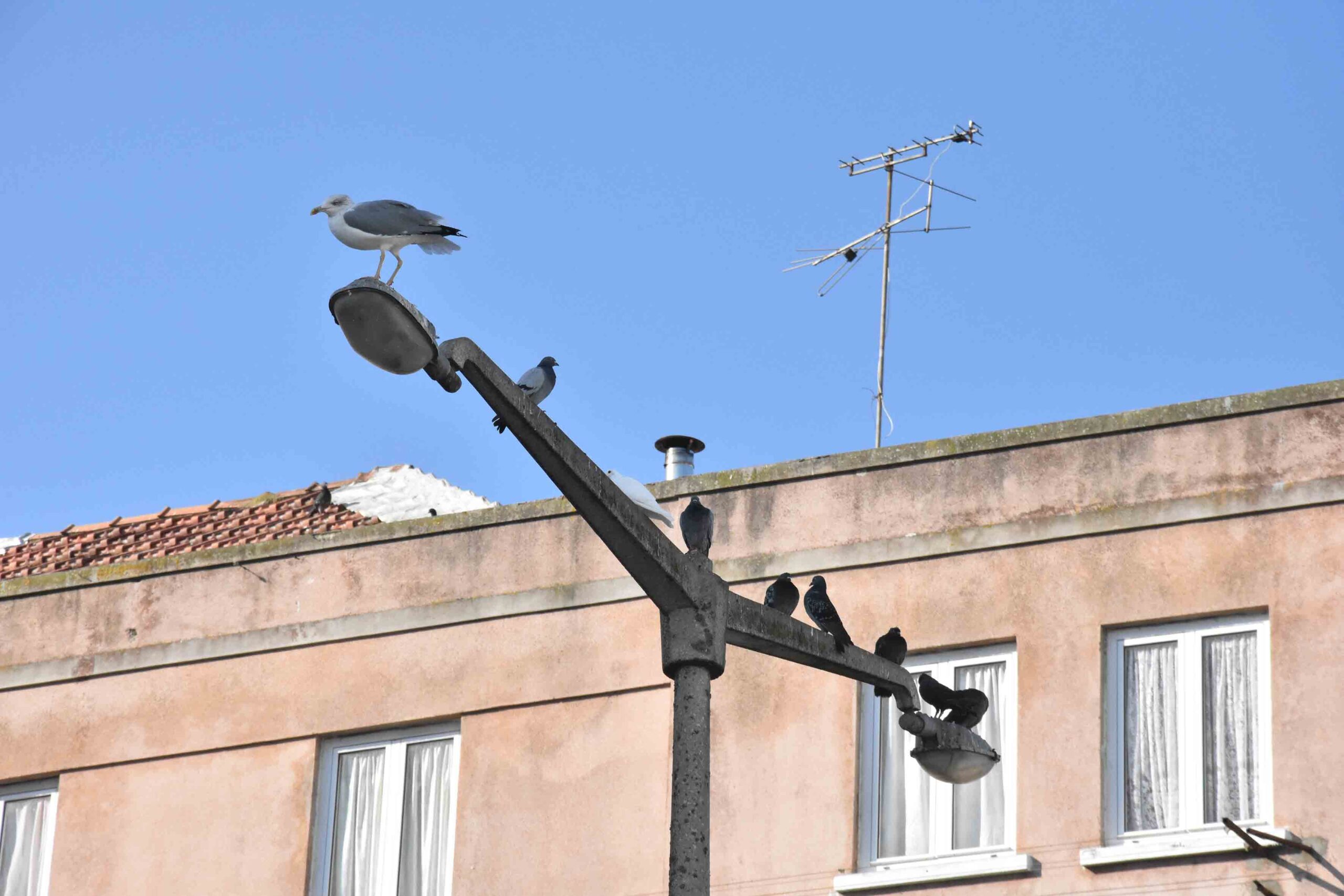 Câmara proíbe alimentação de pombos na via pública para controlar sobrepopulação de aves