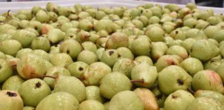 Pêra Rocha viaja à América Latina Gazeta das Caldas