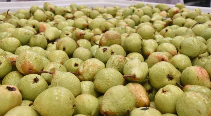 Pêra Rocha viaja à América Latina Gazeta das Caldas