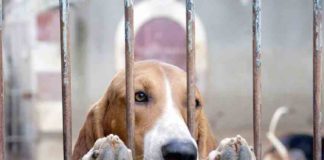 Caldas e Óbidos já são exemplos de boas práticas nos canis municipais Gazeta das Caldas