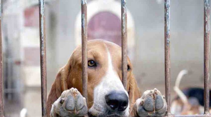 Caldas e Óbidos já são exemplos de boas práticas nos canis municipais Gazeta das Caldas