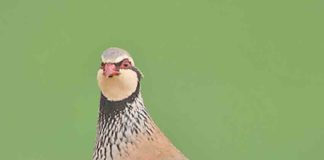 Aves diferentes, o mesmo destino: a extinção Gazeta das Caldas