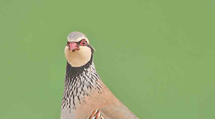 Aves diferentes, o mesmo destino: a extinção Gazeta das Caldas