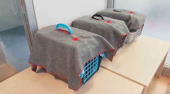 Hospital Veterinário das Caldas acolheu recolha de sangue de gatos Gazeta das Caldas